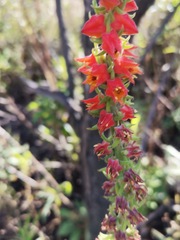 Echeveria coccinea