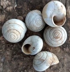 Sphincterochila candidissima