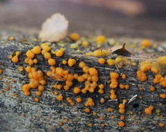 Dacrymyces