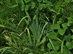 Iris pallida cengialti