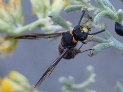 Ancistrocerus haematodes