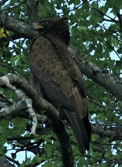 Hieraaetus wahlbergi