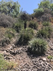 Puya