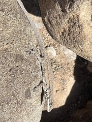 Urosaurus nigricauda