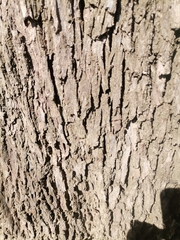 Maytenus boaria