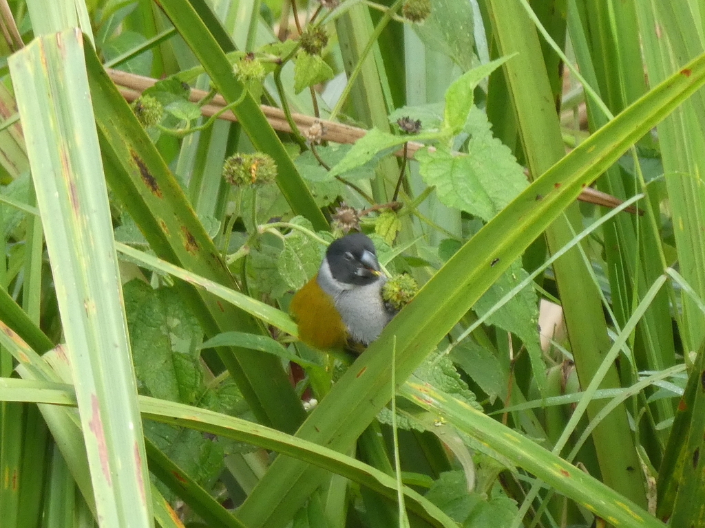 White-collared Oliveback photo