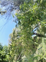 Maytenus boaria