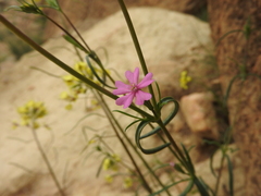 Silene muscipula image