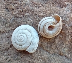 Xerocrassa subrogata