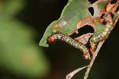 Didugua argentilinea