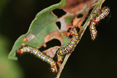 Didugua argentilinea