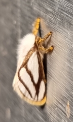 Parapluda invitabilis