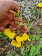 Eulophia streptopetala