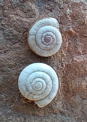 Xerocrassa subrogata