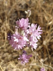 Lessingia leptoclada