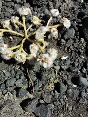 Portulaca halimoides