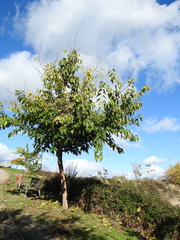 Morus nigra