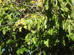 Morus nigra