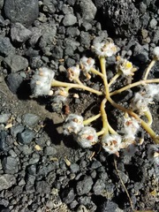 Portulaca halimoides
