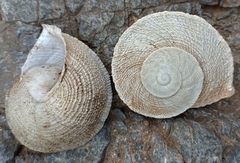 Iberus gualtieranus gualtieranus
