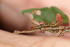 Didugua argentilinea