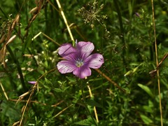 Linum viscosum