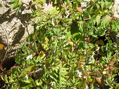 Lonicera