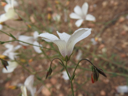 Linum suffruticosum image