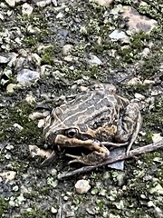 Limnodynastes dumerilii insularis