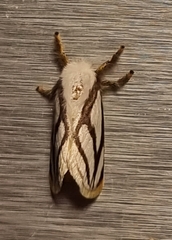 Parapluda invitabilis