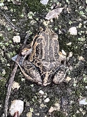 Limnodynastes dumerilii insularis