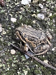 Limnodynastes dumerilii insularis