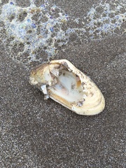 Amarilladesma mactroides