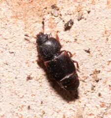 Carpophilus
