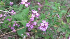 Lantana megapotamica
