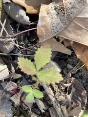 Agrimonia rostellata