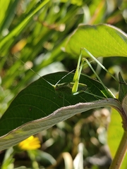 Phaneroptera sparsa