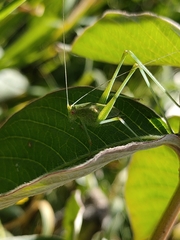 Phaneroptera sparsa