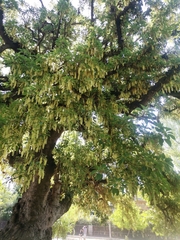 Robinia pseudoacacia