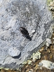 Saldidae