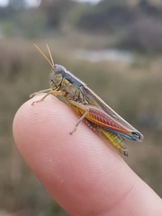 Dichroplus elongatus