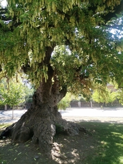 Robinia pseudoacacia
