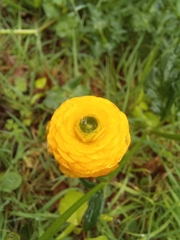 Ranunculus asiaticus