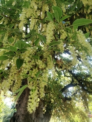 Robinia pseudoacacia