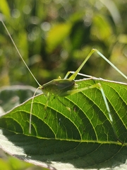 Phaneroptera sparsa