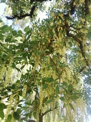 Robinia pseudoacacia