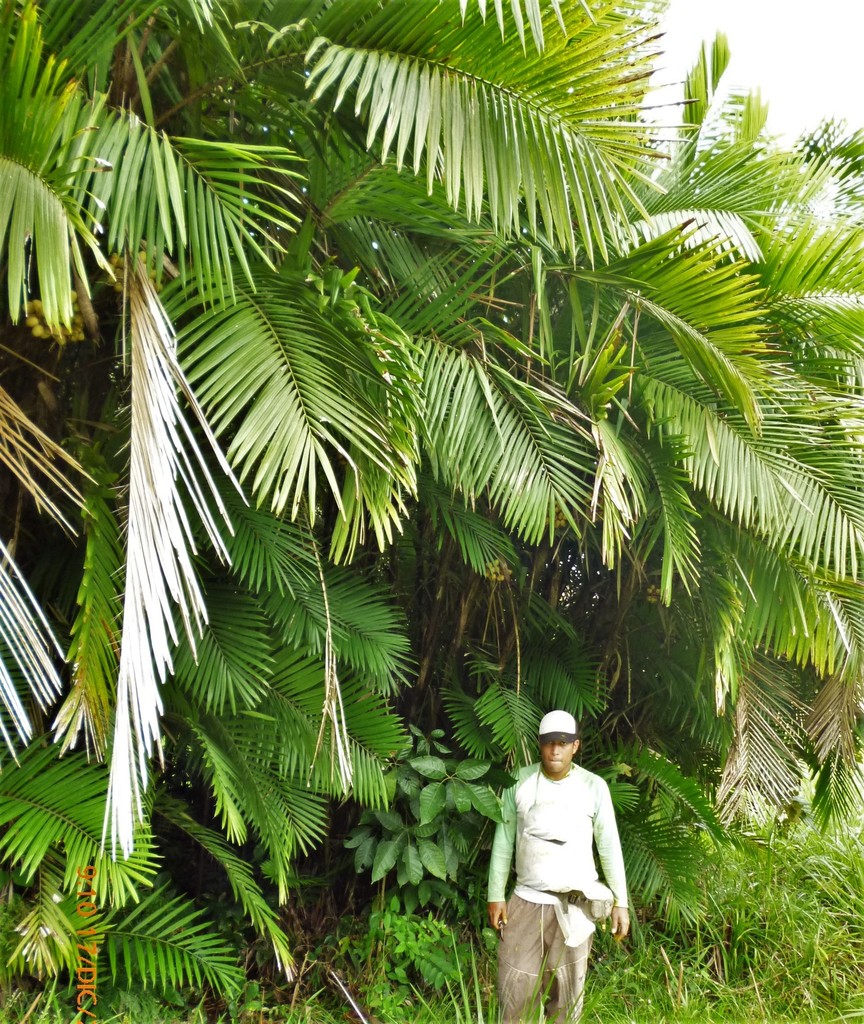 Cocoseae