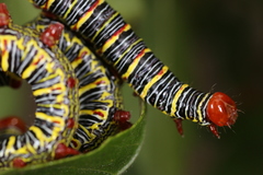 Didugua argentilinea