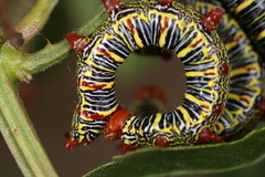 Didugua argentilinea