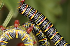 Didugua argentilinea